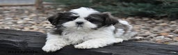 Shih Tzu dogs for sale: June - Ad 2