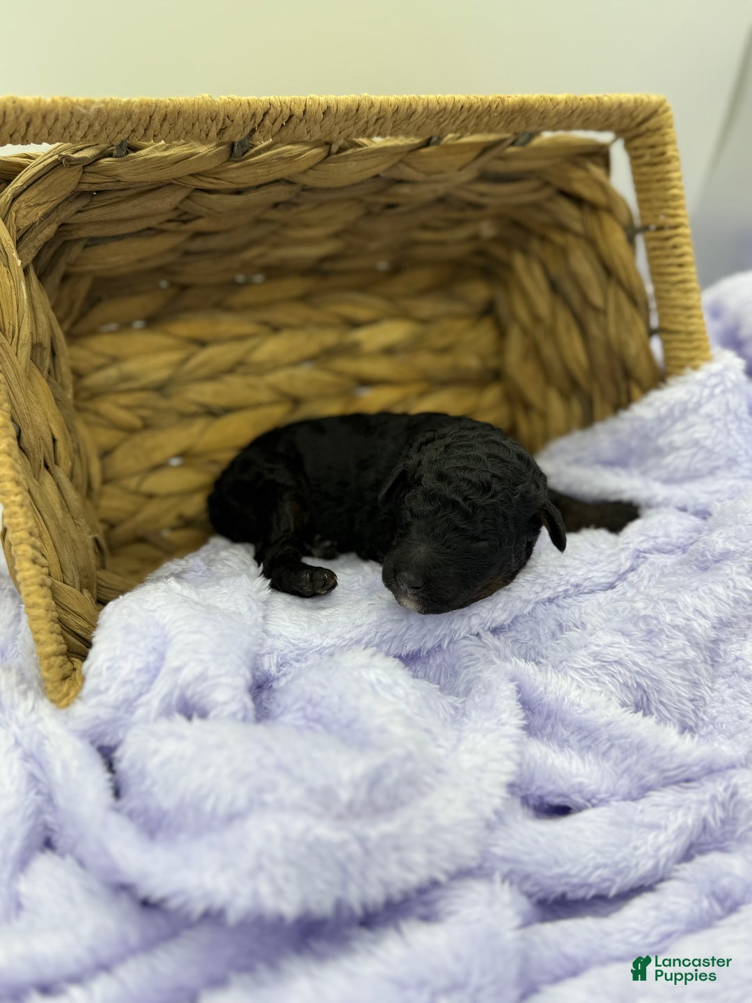 Standard Poodle dogs for sale: Elm - Ad 11