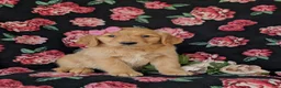 Golden Retriever dogs for sale: Camdyn - Ad 3