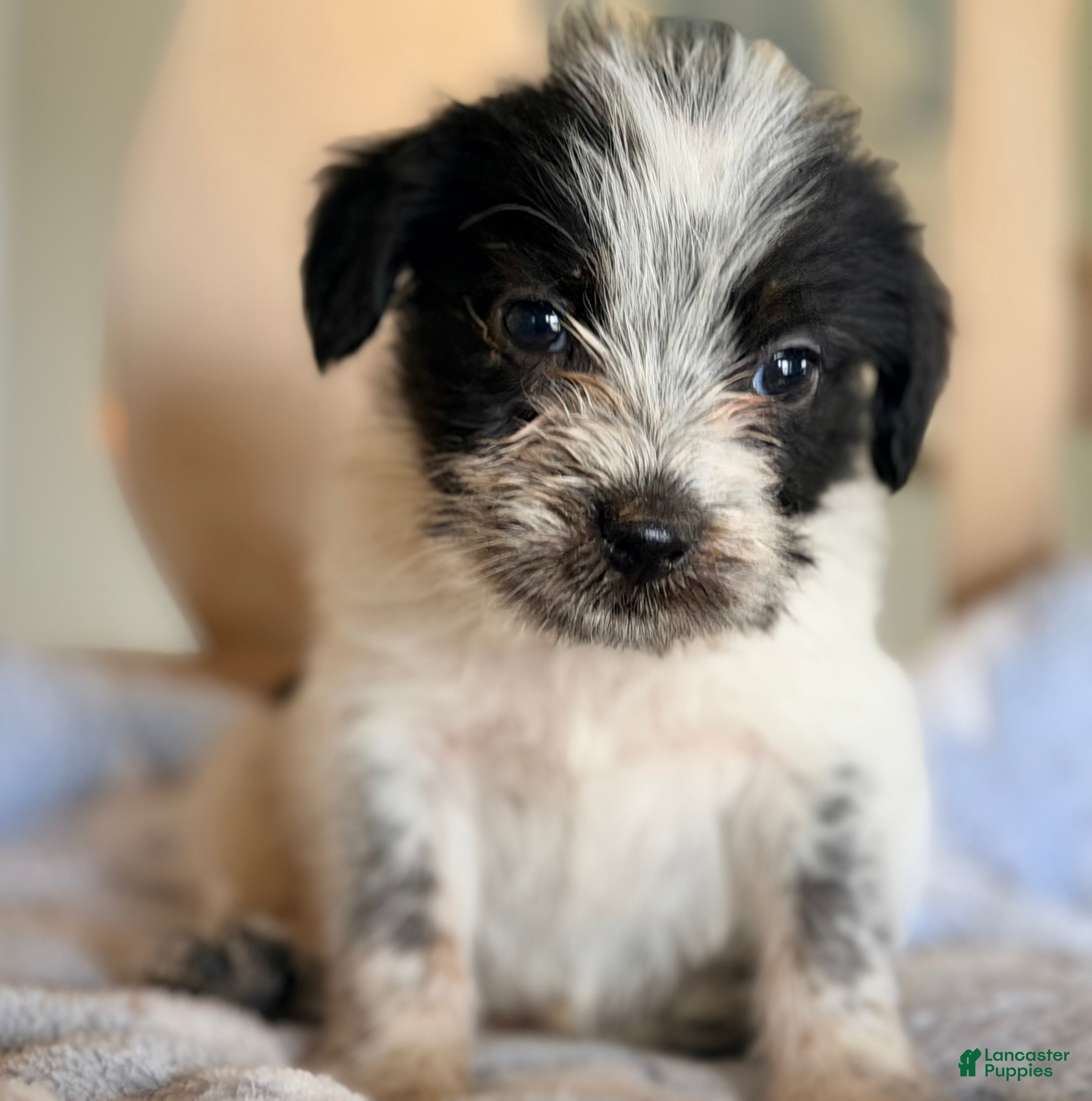 Mixed Breed dogs Hoodle 2  - Ad 2