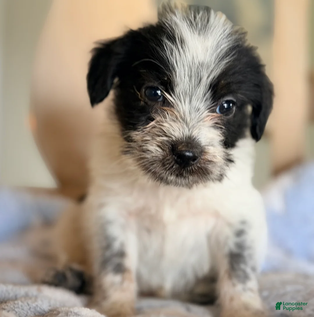 Mixed Breed dogs for sale: Hoodle 2  - Ad 1