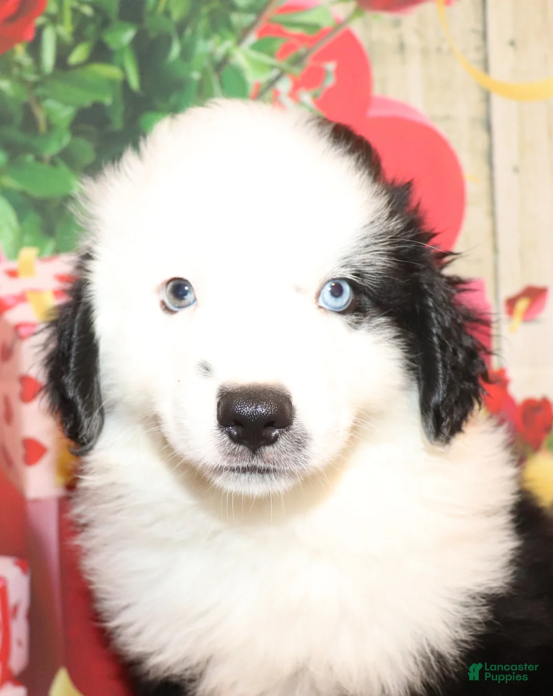 Miniature Australian Shepherd dogs for sale: Teddy - Ad 1