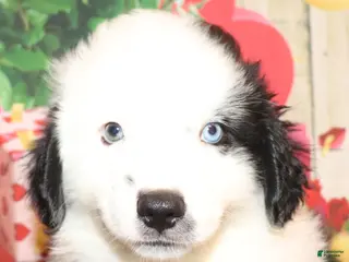 Miniature Australian Shepherd dogs Teddy - Ad 4