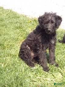 Labradoodle dogs LADY - Ad 2