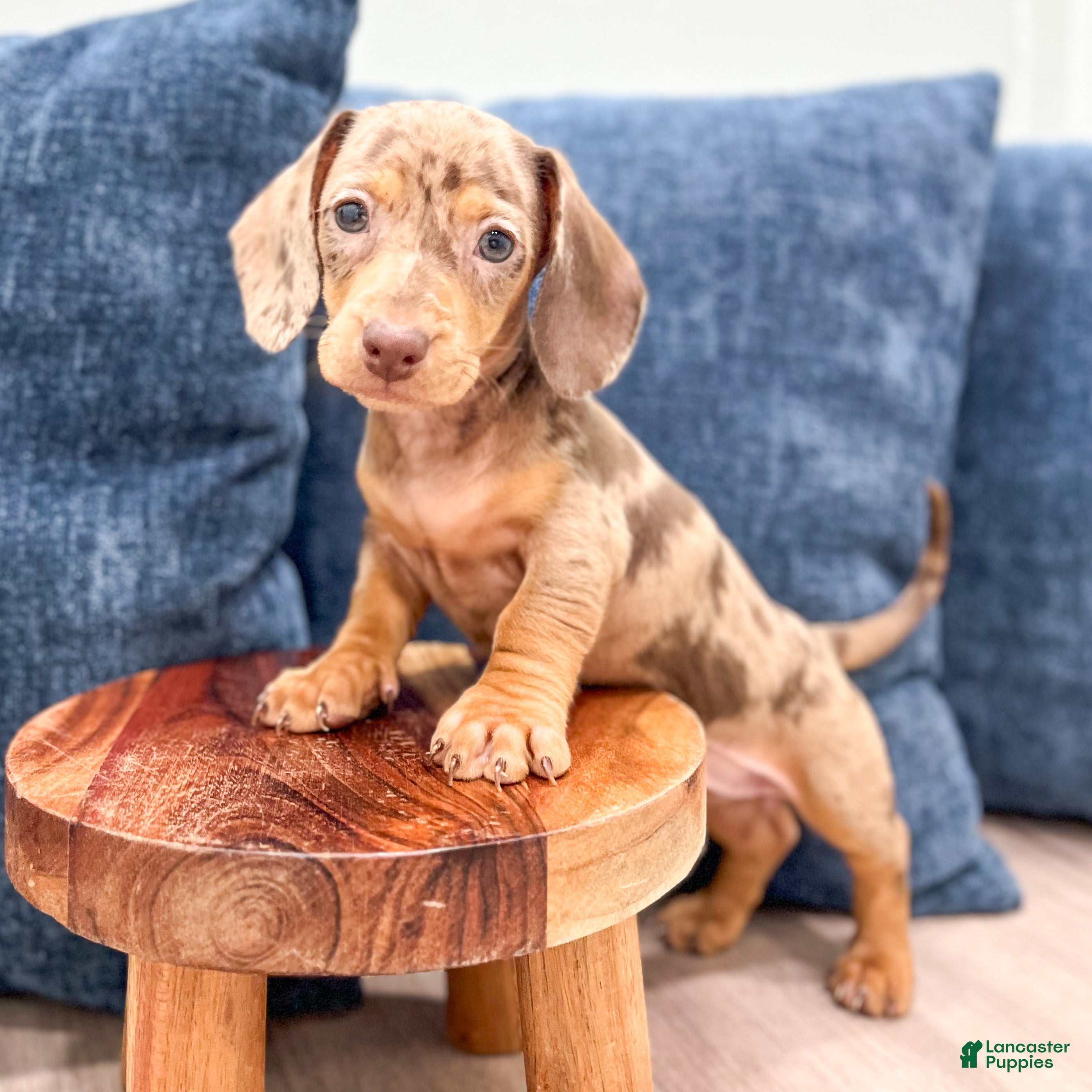 Miniature Dachshund dogs Misty - Ad 2
