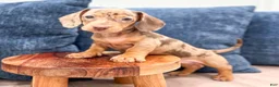 Miniature Dachshund dogs for sale: Misty - Ad 2