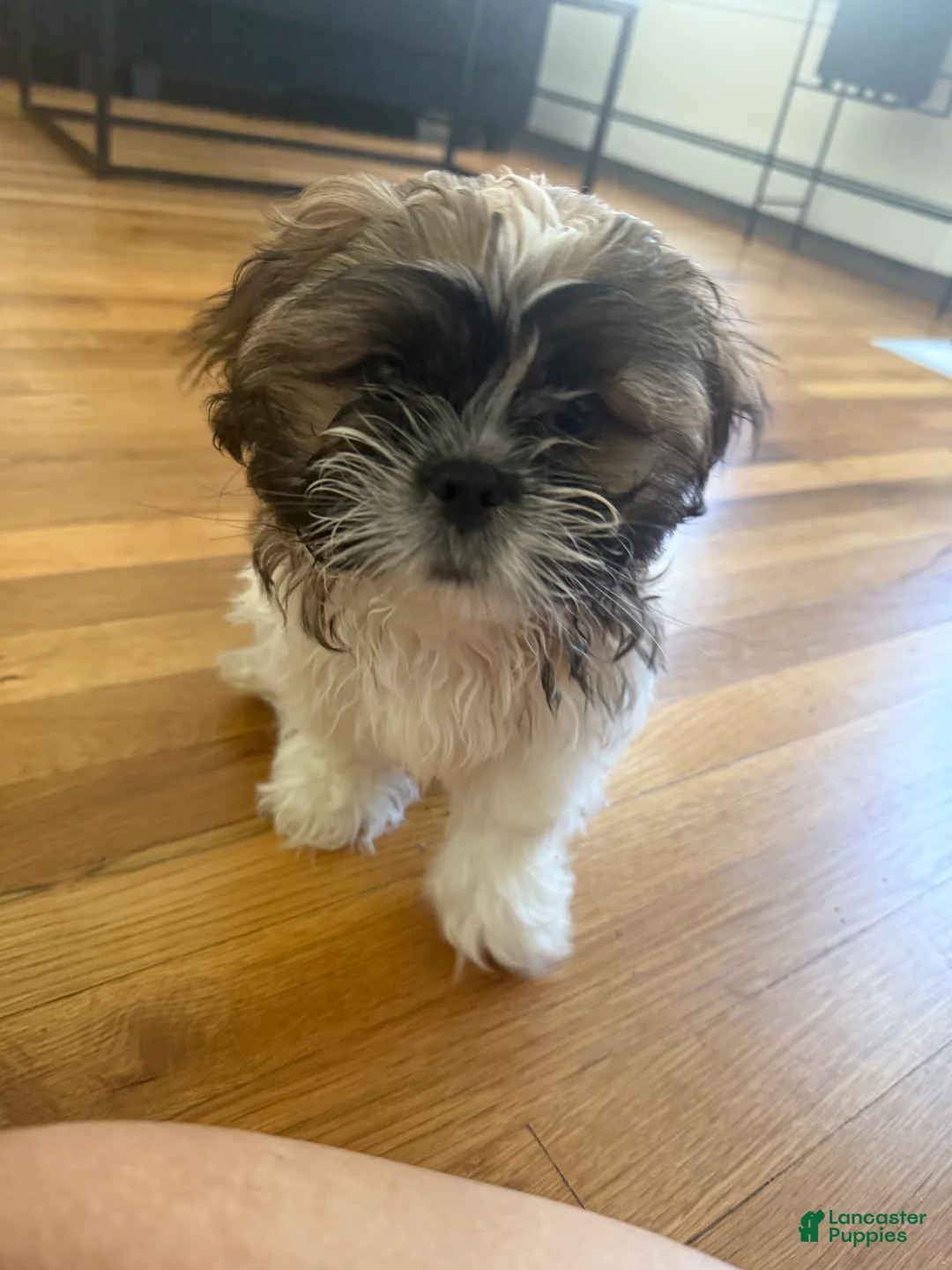 Shih Tzu dogs for sale: Spot - Ad 1