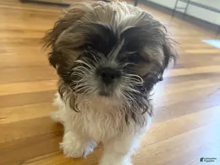 Shih Tzu dogs for sale: Spot - Ad 4