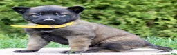 Belgian Malinois dogs for sale: Simba  - Ad 3