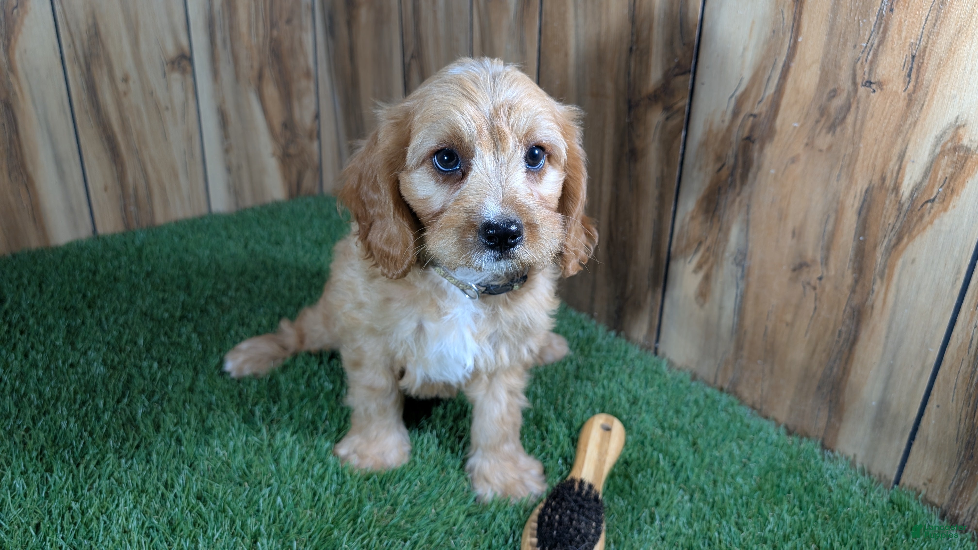 Cavapoo dogs Jazzy Boy 5 - Ad 2