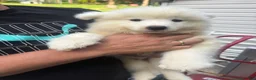Samoyed dogs for sale: Samoyed 5 - Ad 1