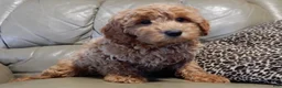 Mini Goldendoodle dogs for sale: Hunter - Ad 6