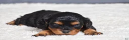 Cavapoo dogs for sale: Fabian - Ad 8