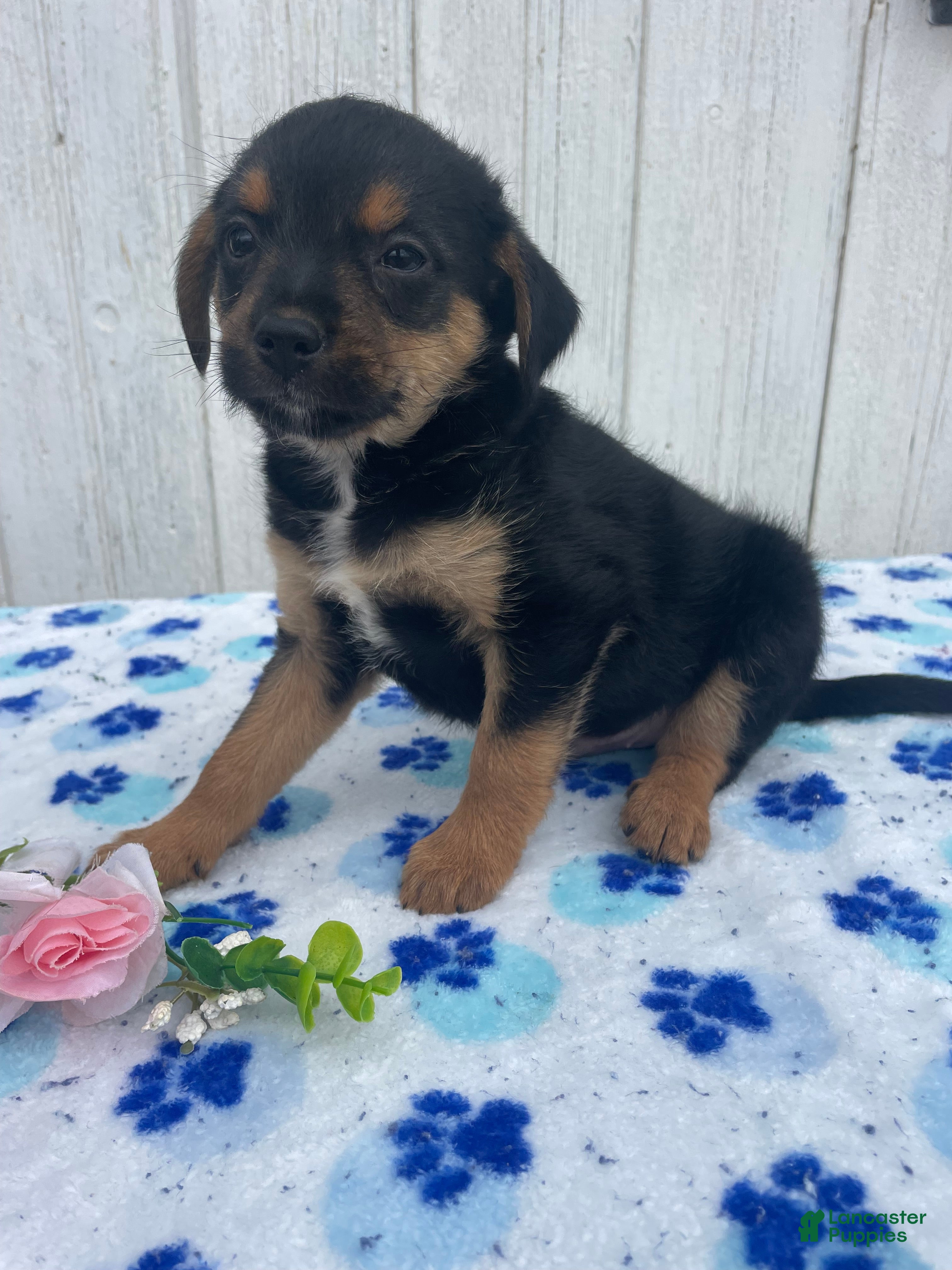 Mixed Breed dogs Cooper - Ad 24