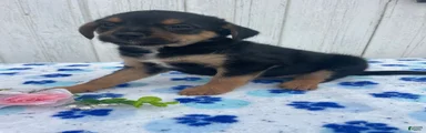 Cooper