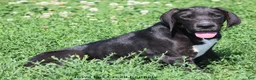 Great Dane dogs for sale: Mitzi - Ad 6