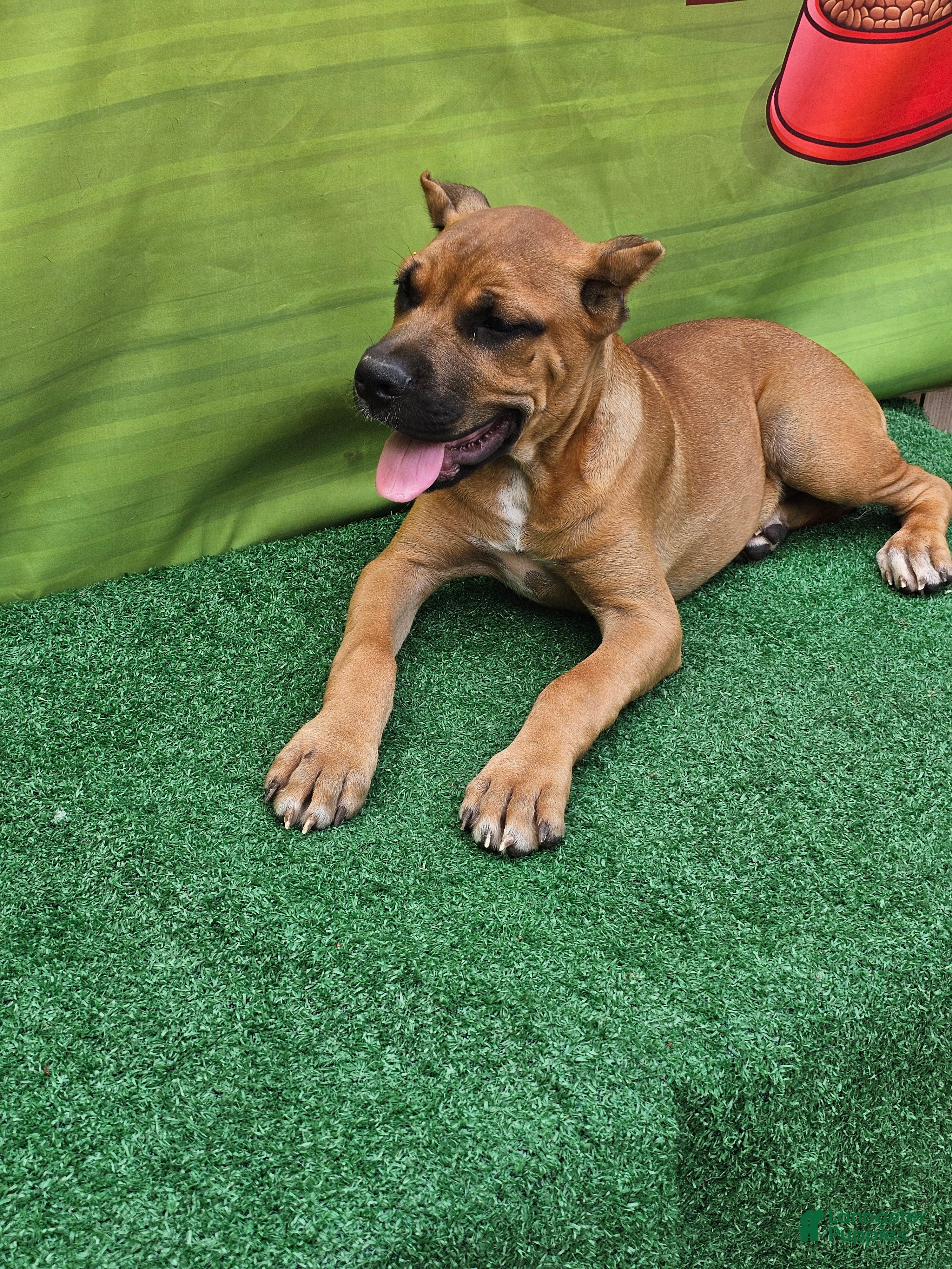 Cane Corso dogs ACE - Ad 2