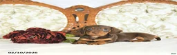 Miniature Dachshund dogs for sale: Piper - Ad 2