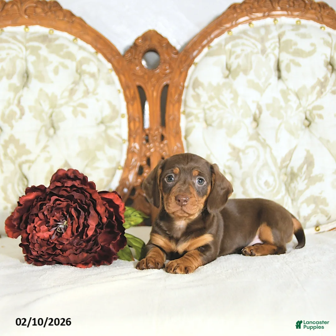 Miniature Dachshund dogs for sale: Piper - Ad 2