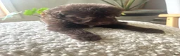 Mixed Breed dogs for sale: Carlton - Ad 5