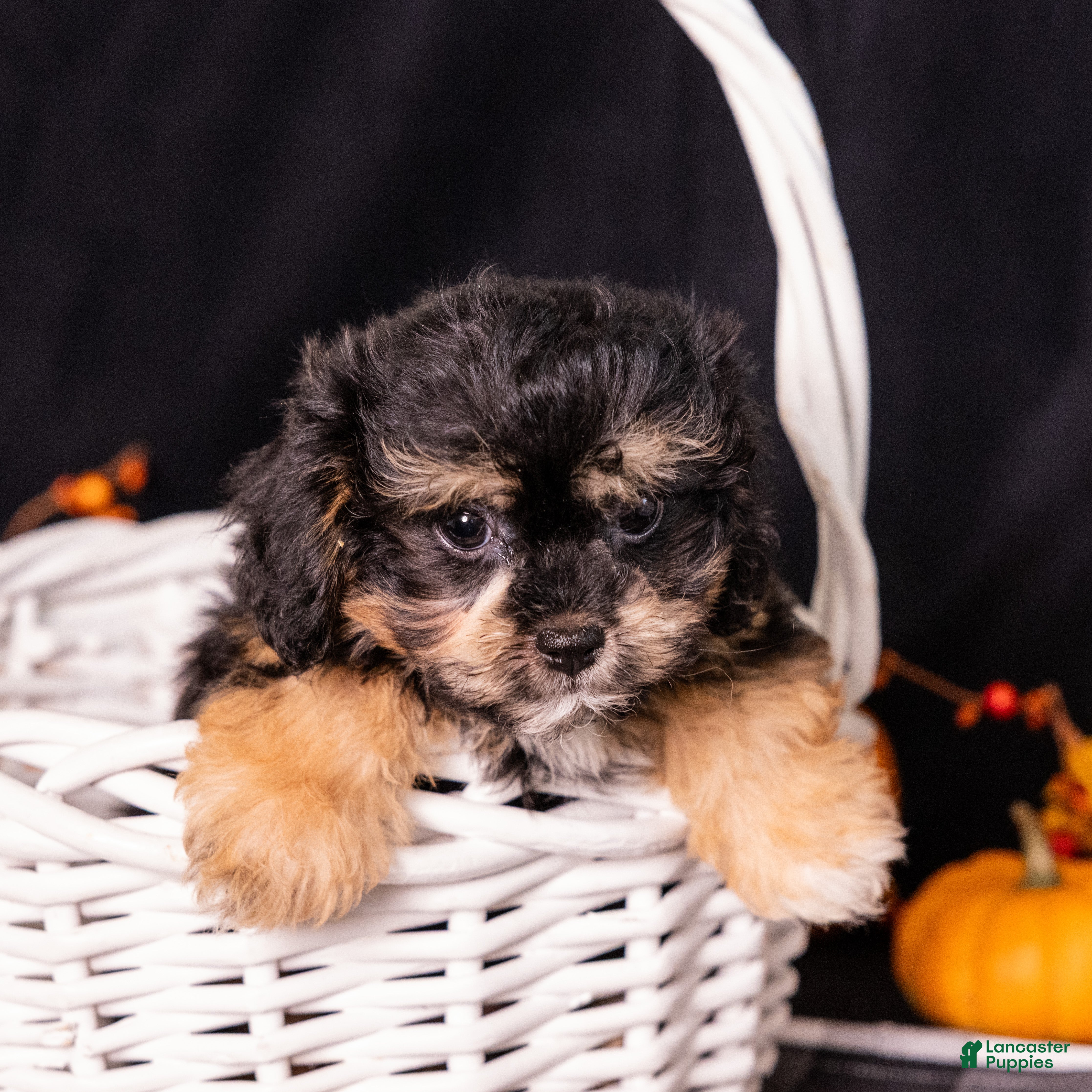 Teddy Bear dogs Ellen - Ad 2