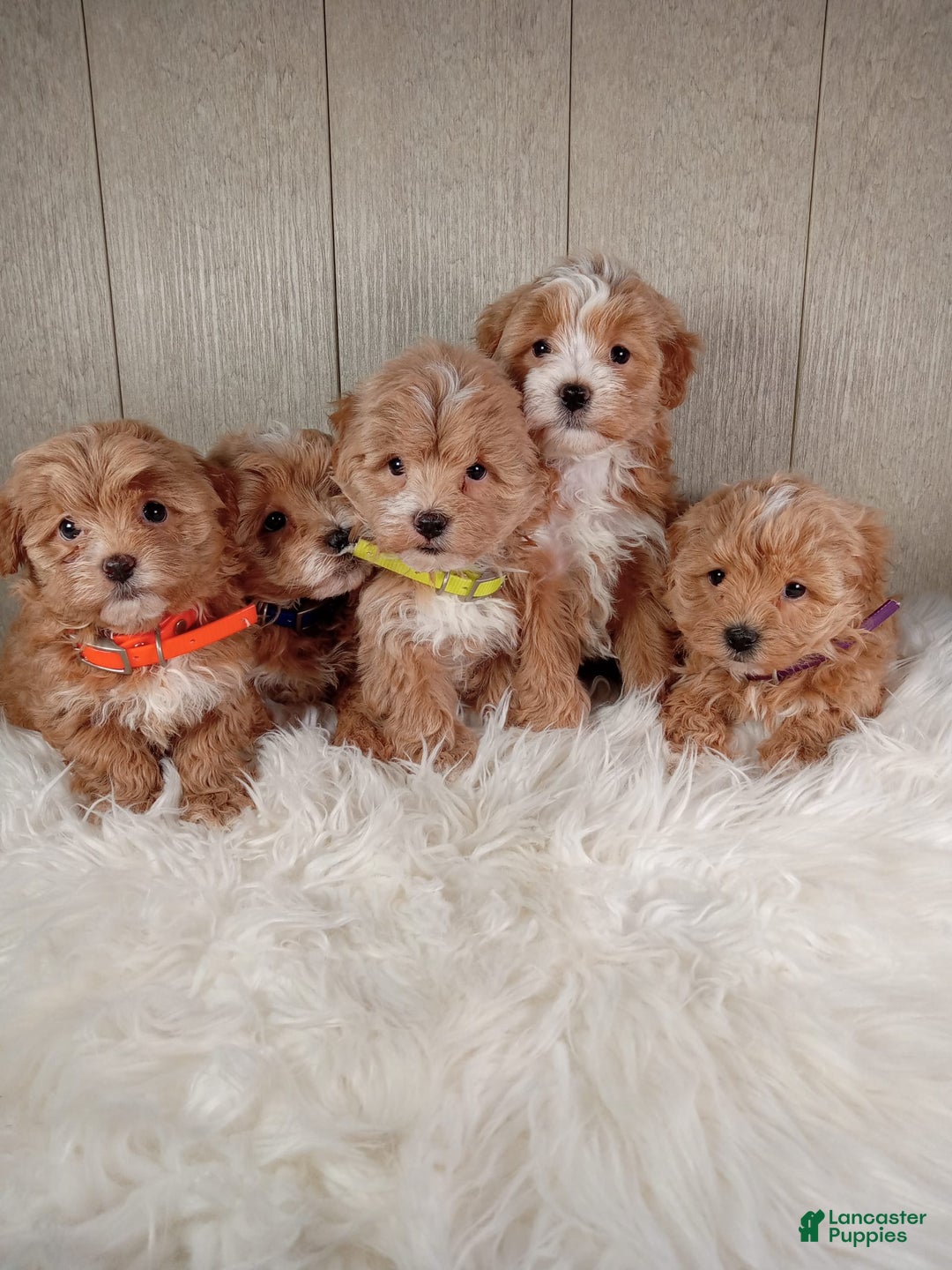 Gallery Image {{count}}