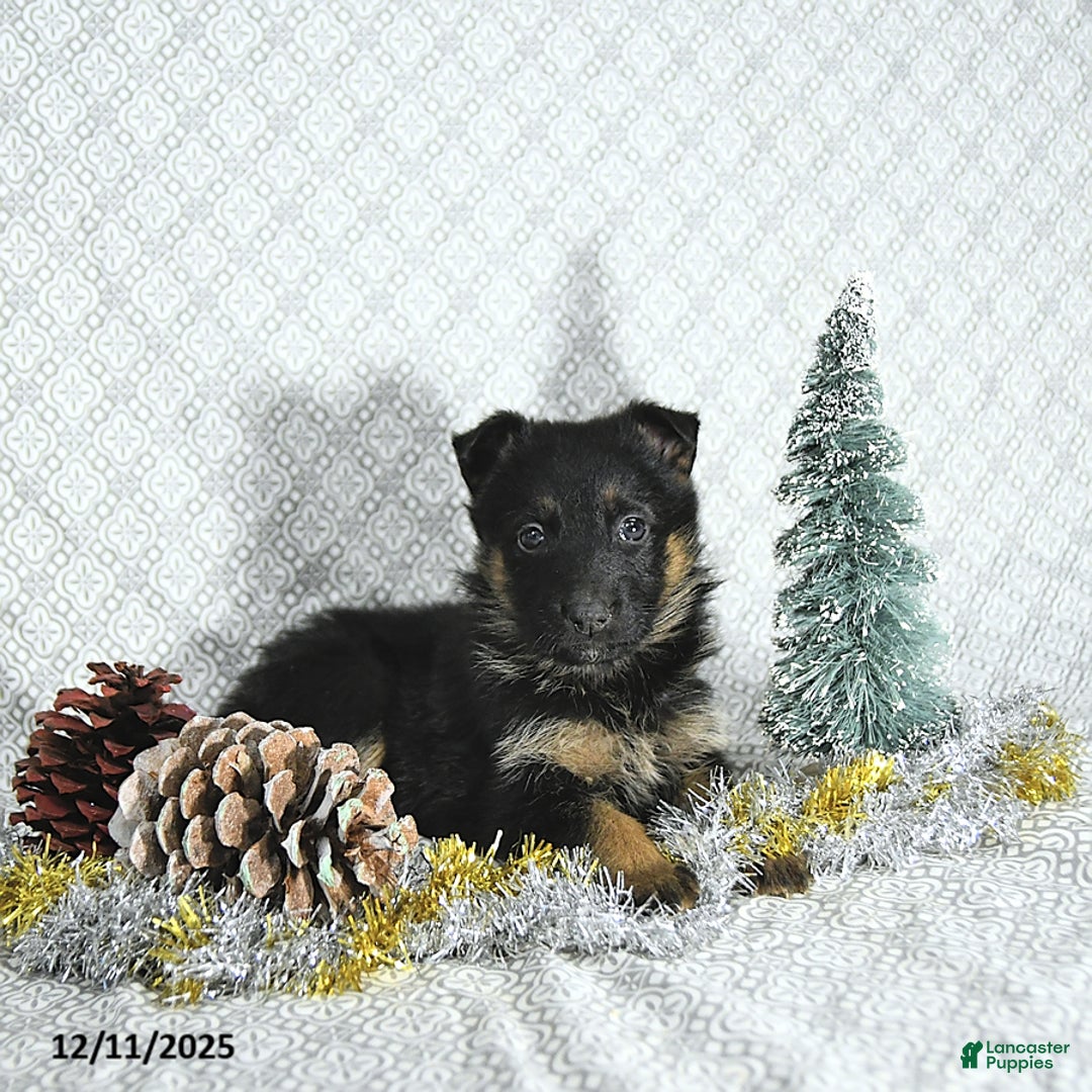 German Shepherd dogs for sale: Bailey - Ad 4