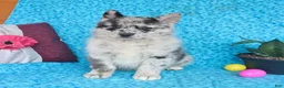 Pomsky dogs for sale: Ocean - Ad 3