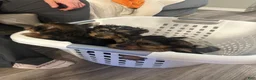 Yorkshire Terrier dogs for sale: Hemico - Ad 10