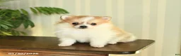 Pomeranian dogs for sale: Cupcake - Ad 1