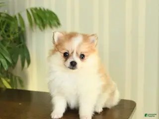 Pomeranian dogs Cupcake - Ad 20