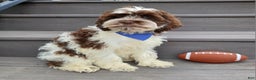 Cockapoo dogs for sale: Patches - Ad 4