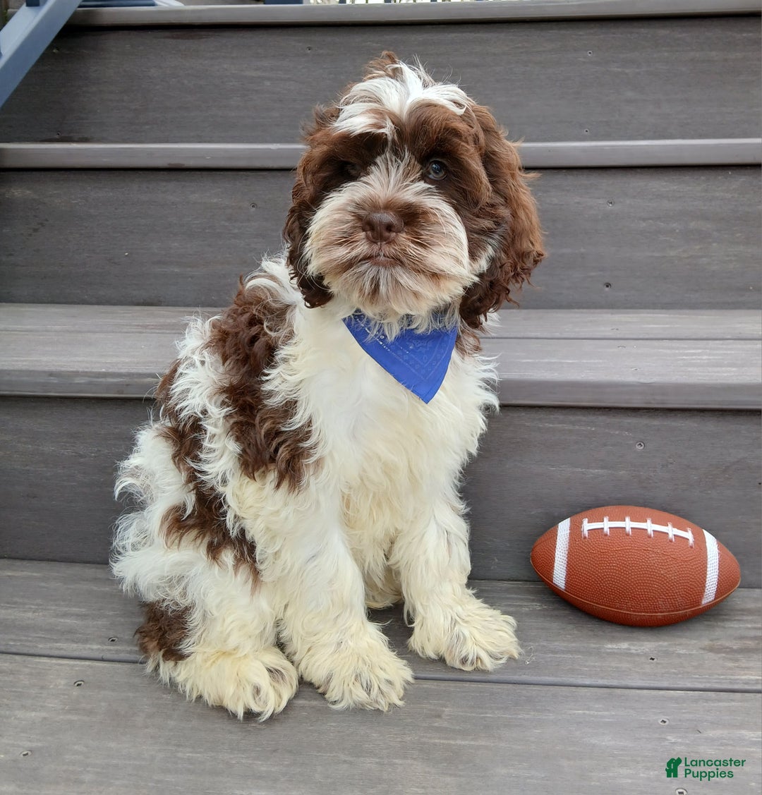 Cockapoo dogs for sale: Patches - Ad 4