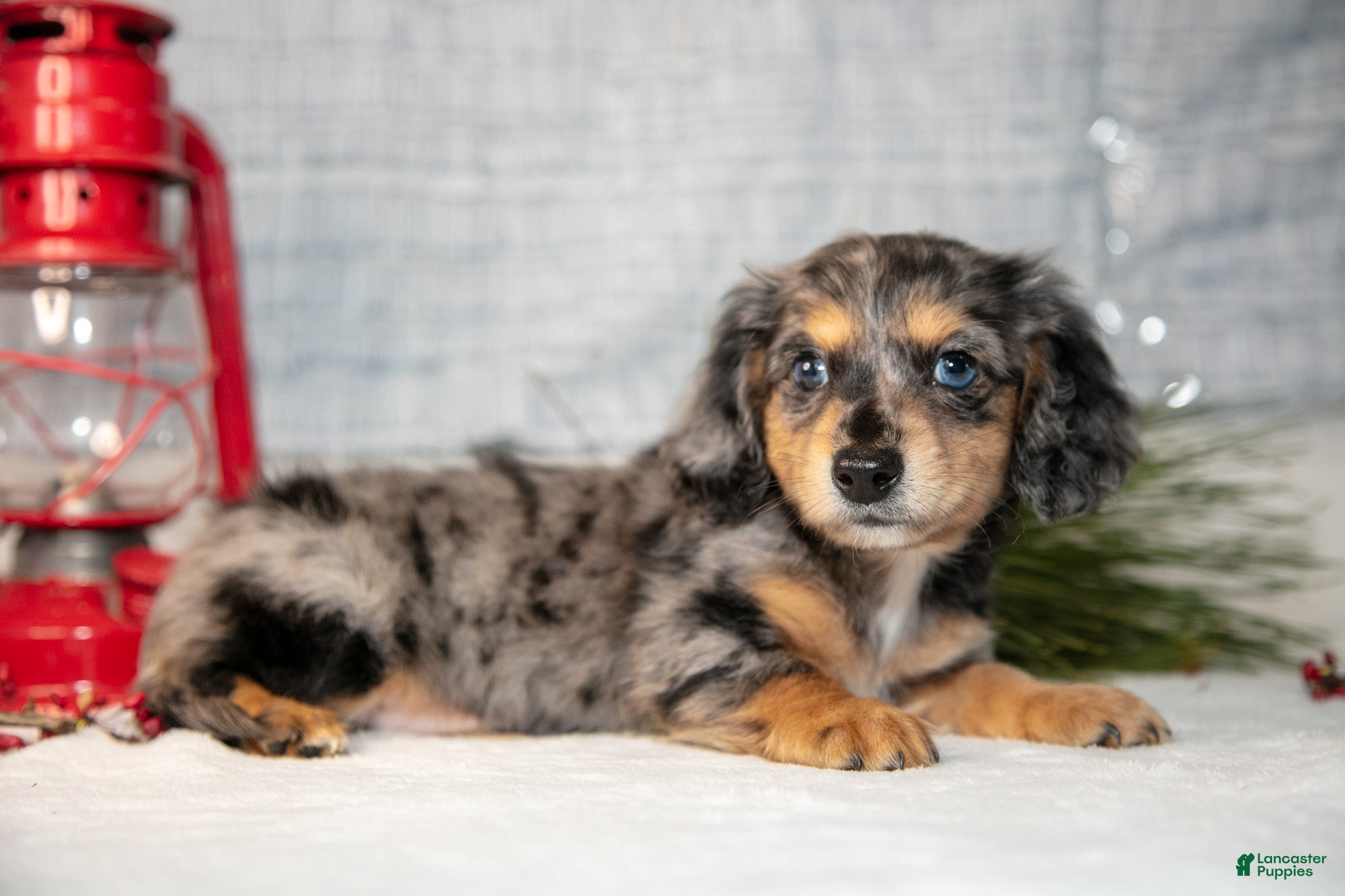 Miniature Dachshund dogs Anders - Ad 22