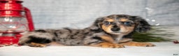 Miniature Dachshund dogs for sale: Anders - Ad 1
