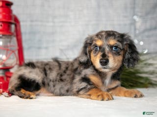 Miniature Dachshund dogs Anders - Ad 22
