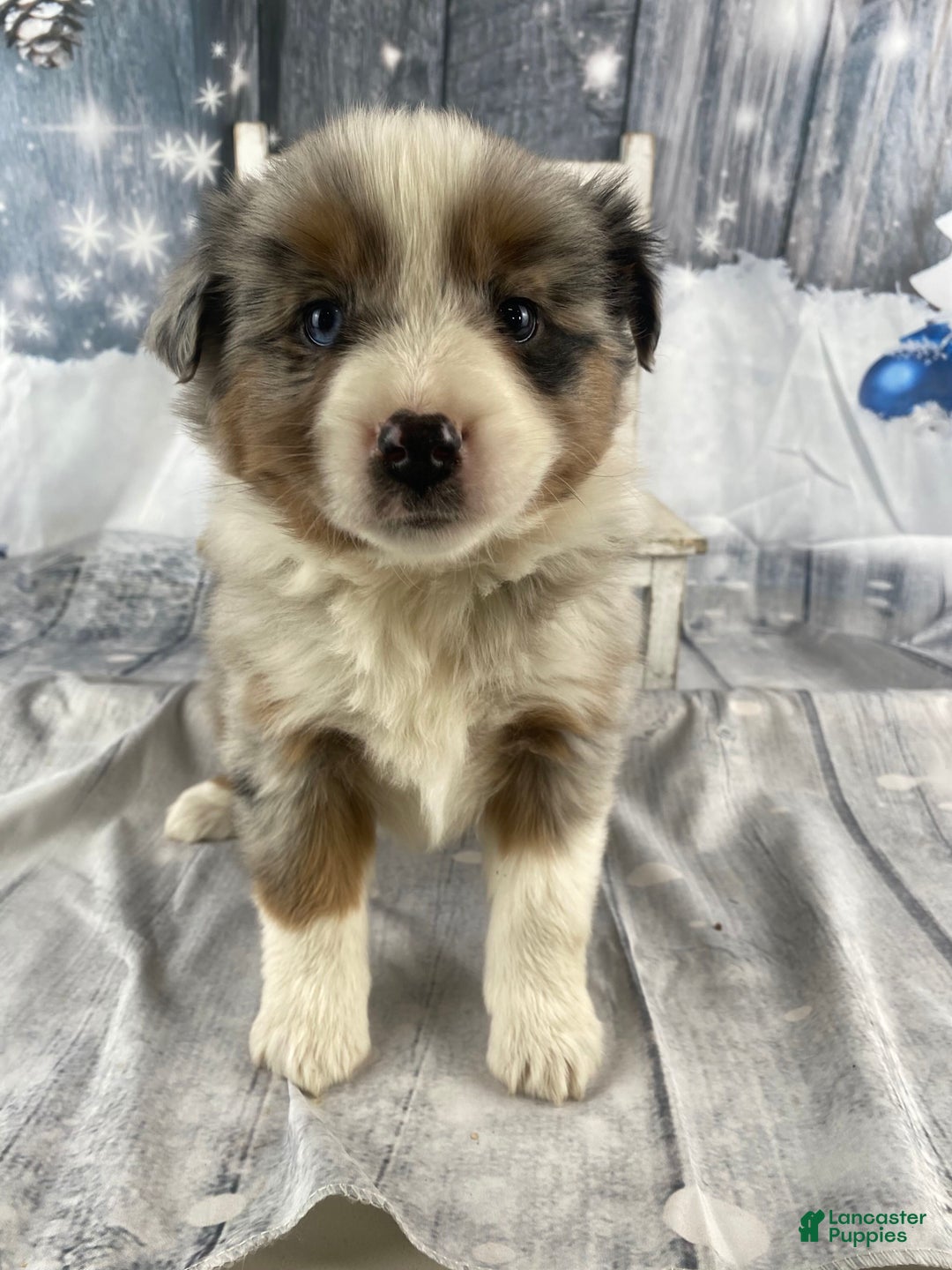 Australian Shepherd dogs for sale: Calla - Ad 5