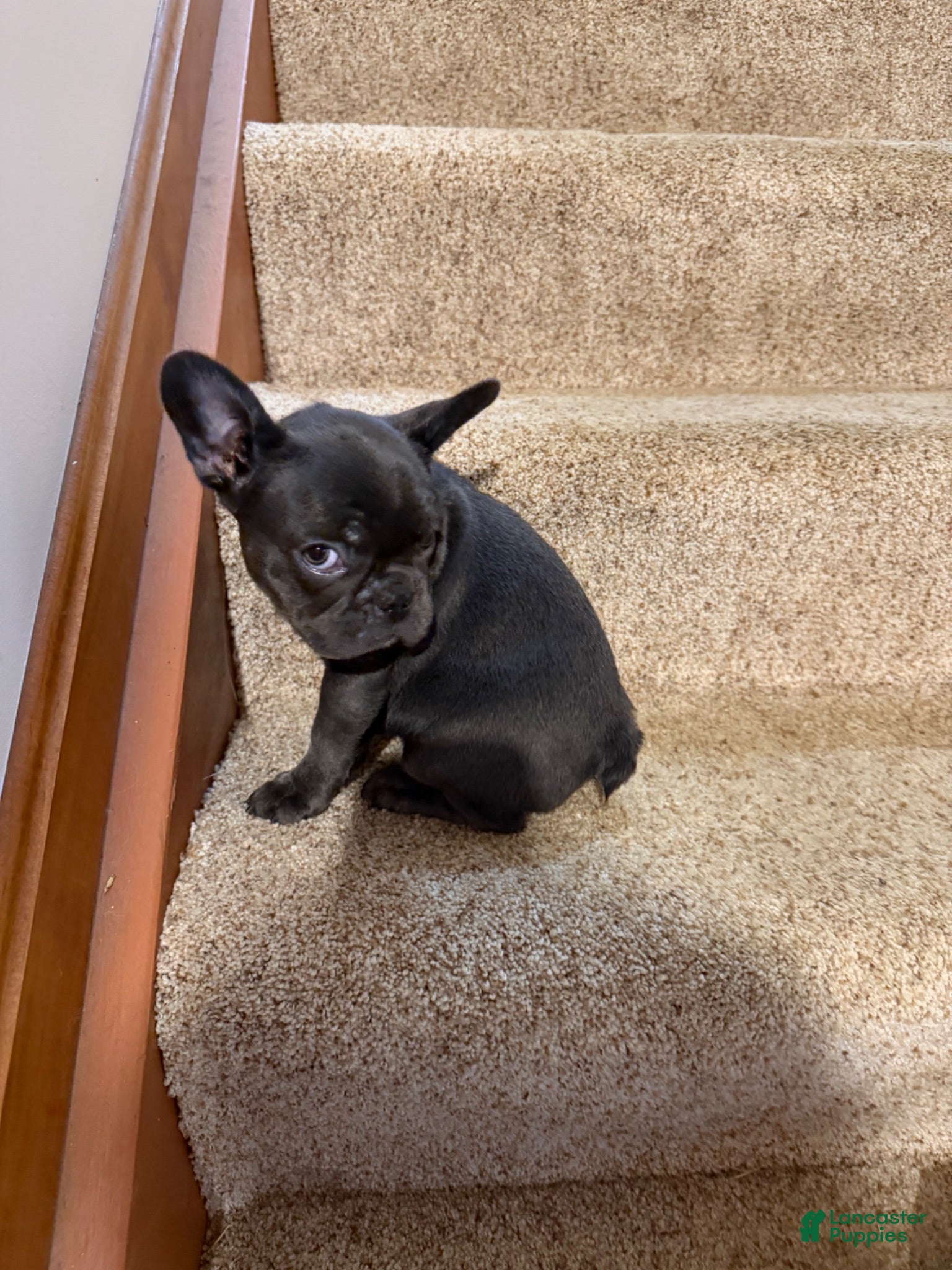 French Bulldog dogs Sia - Ad 1