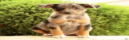 Miniature Australian Shepherd dogs for sale: Bea - Ad 3