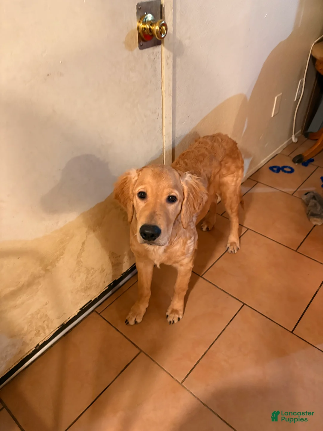 Golden Retriever dogs for sale: Golden Retriever Puppy 1 - Ad 3