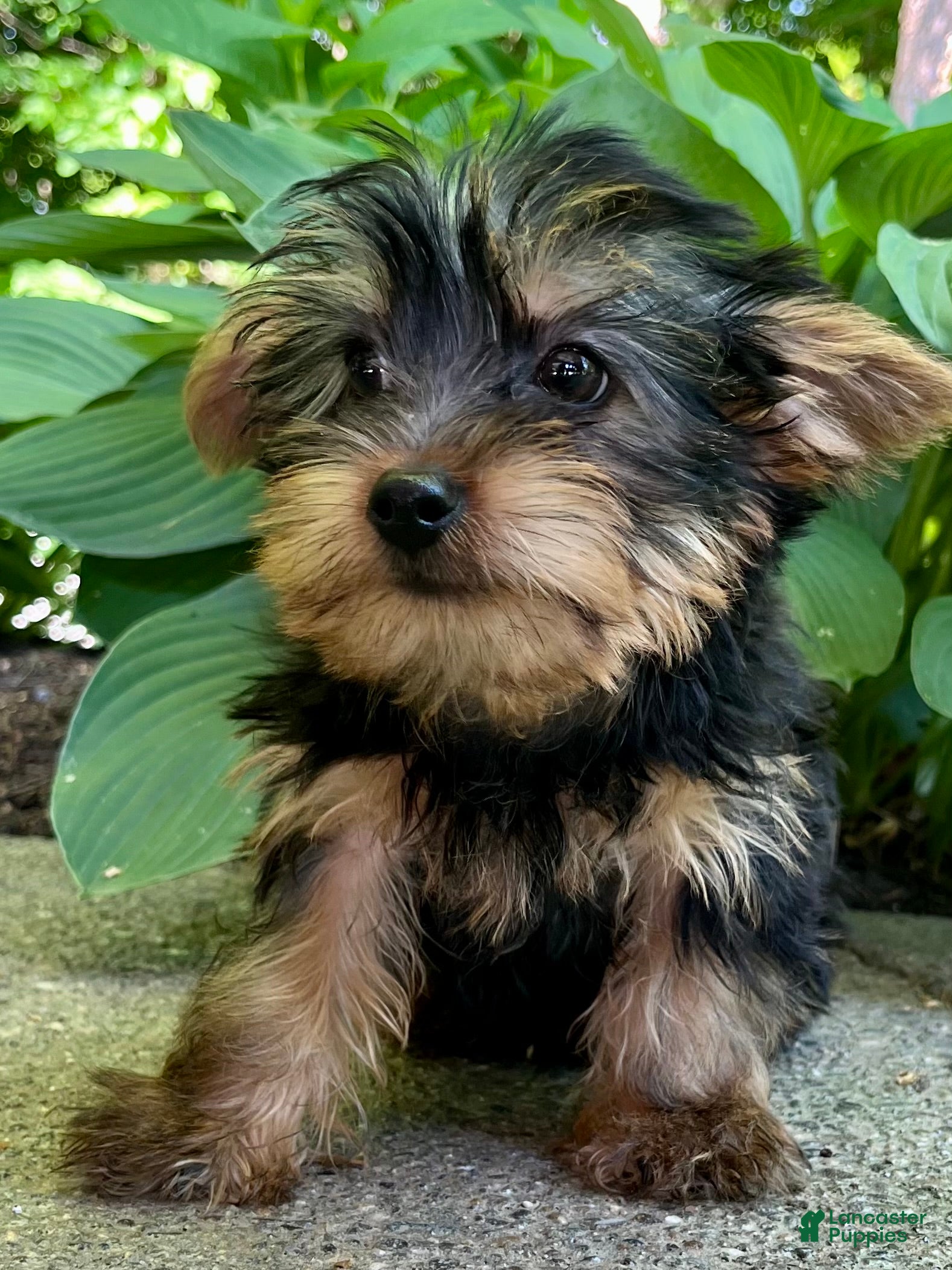 Yorkshire Terrier dogs Luca - Ad 2