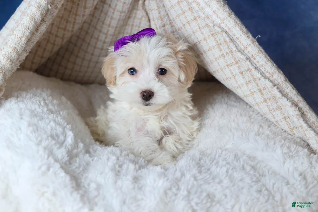 Havapoo dogs for sale: FANCY - Ad 12