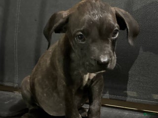 Mixed Breed dogs - Ad 20