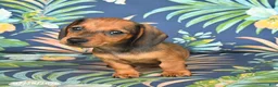 Miniature Dachshund dogs for sale: Josie - Ad 3