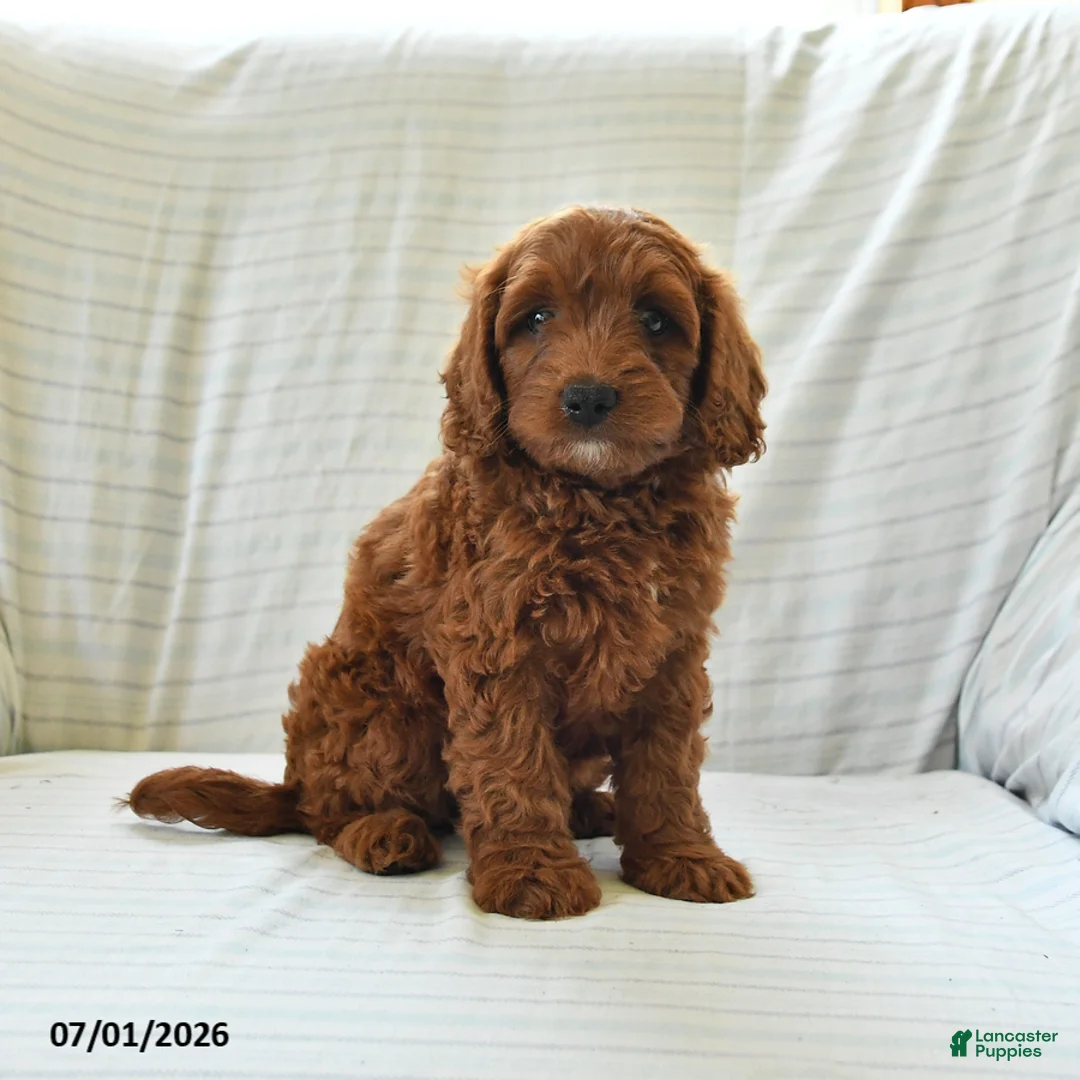 Mini Goldendoodle dogs for sale: Lucy - Ad 1