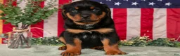 Rottweiler dogs for sale: Alex - Ad 3