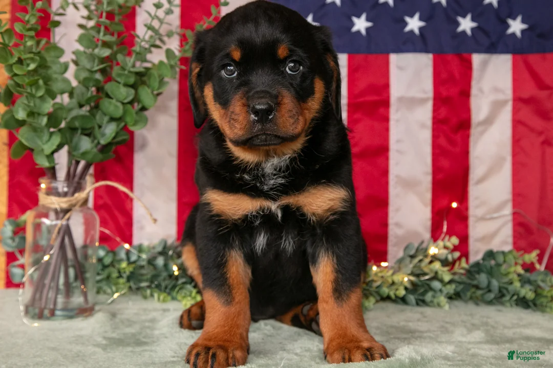 Rottweiler dogs for sale: Alex - Ad 3