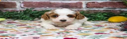 Cavapoo dogs for sale: Aurora - Ad 2