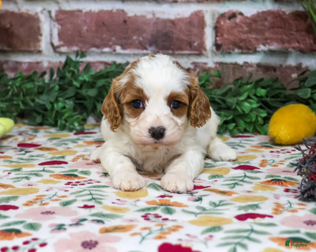 Cavapoo dogs for sale: Aurora - Ad 2