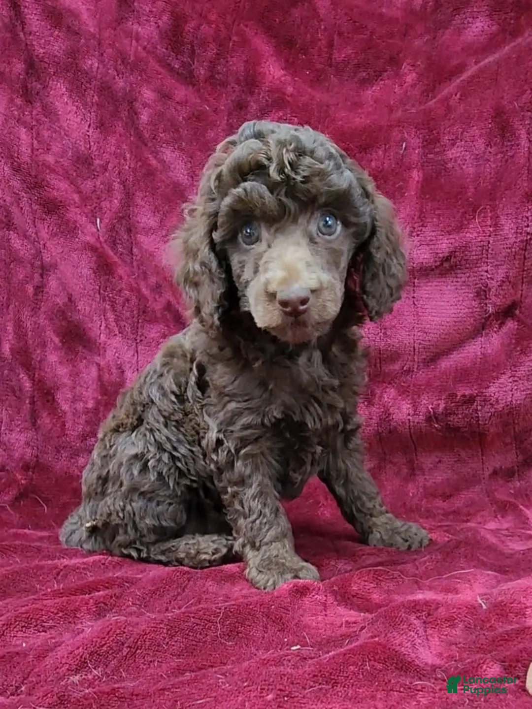 Miniature Poodle dogs for sale: Miniature Poodle Chocolate Girl - Ad 1